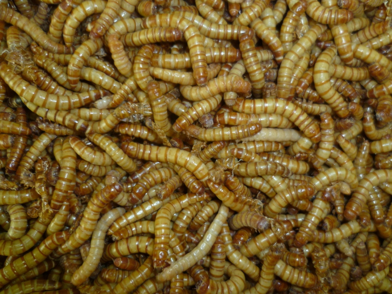 Riesen-Mehlwürmer im Karton, ca 500g